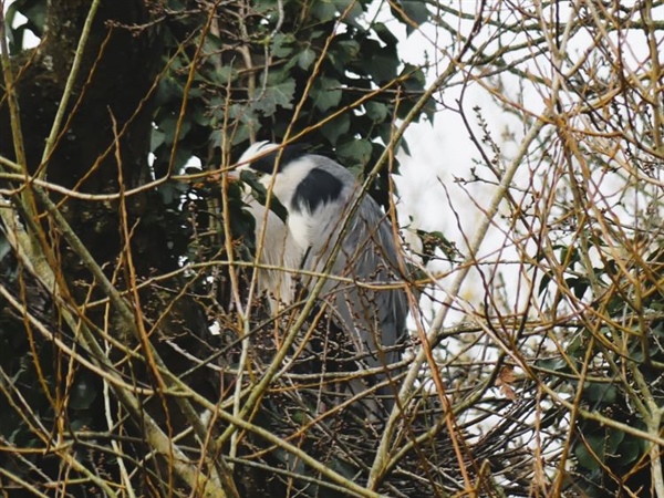 Grey Heron