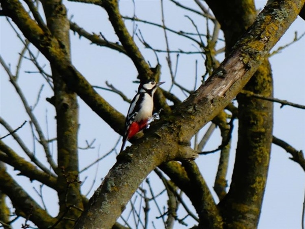Great Spotted Woodpecker