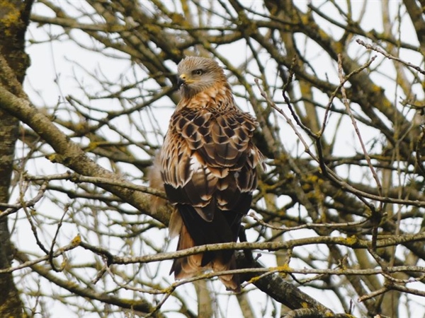 Red Kite