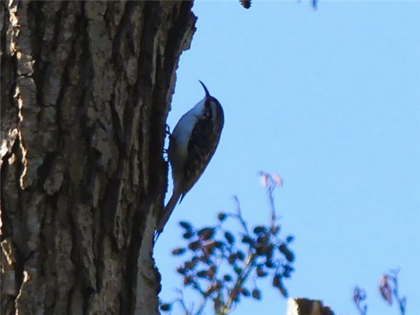 Treecreeper