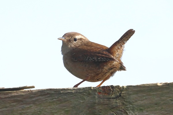 Wren