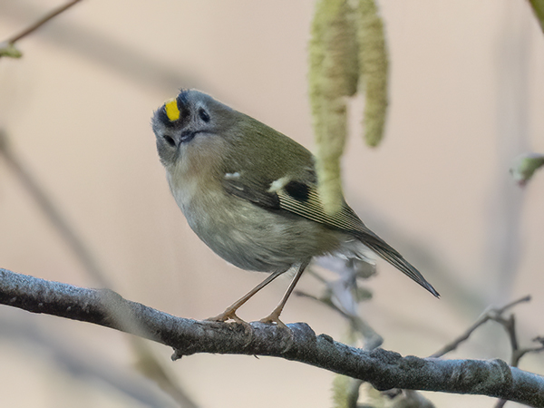 Goldcrest