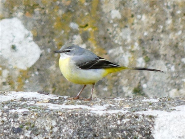 Grey Wagtail
