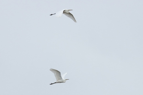 Great White Egret