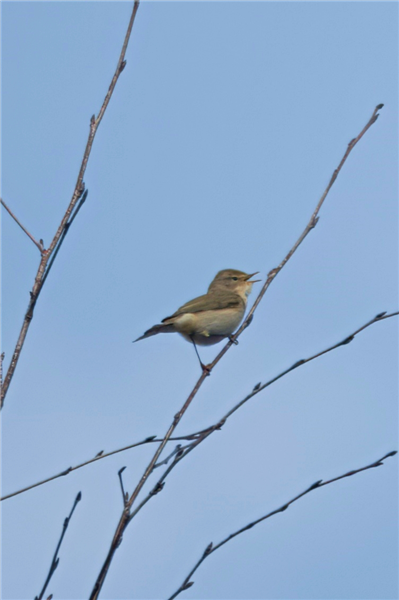 Chiffchaff