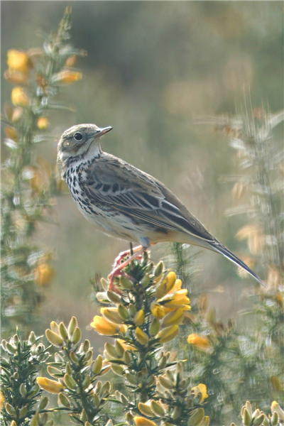 Meadow Pipit