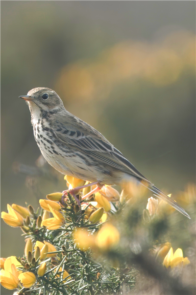 Meadow Pipit