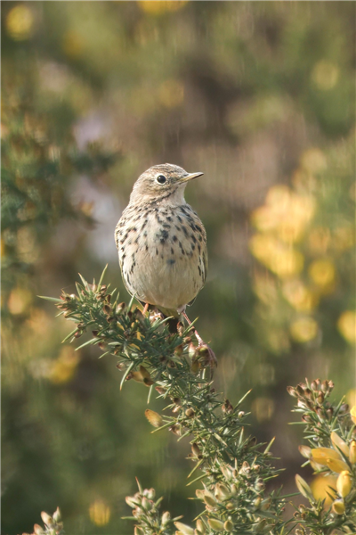 Meadow Pipit