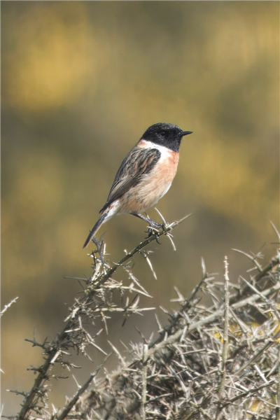 Stonechat