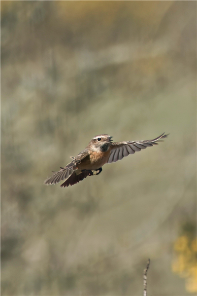 Stonechat