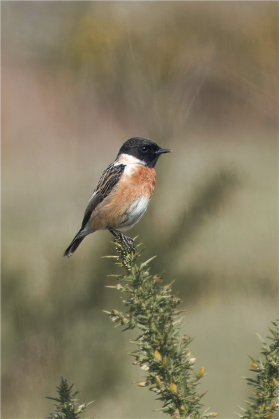 Stonechat
