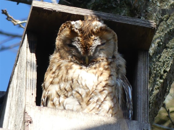 Tawny Owl
