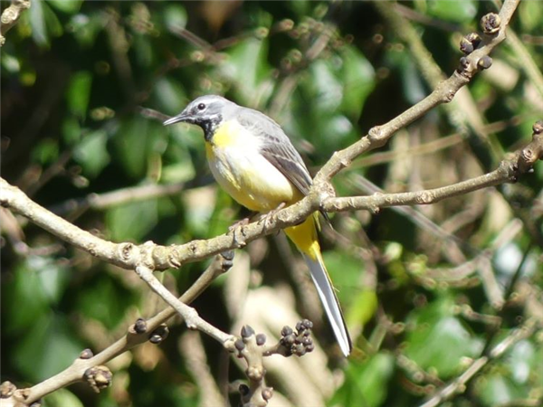 Grey Wagtail
