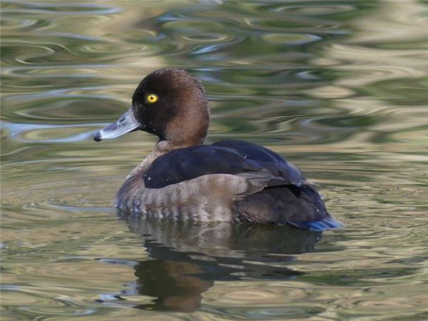 Tufted Duck