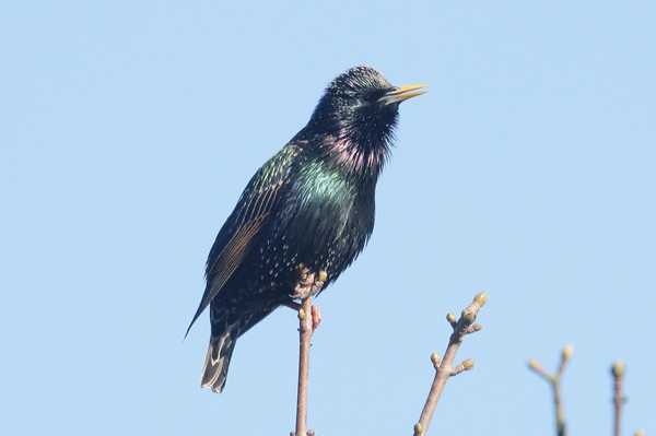 Starling