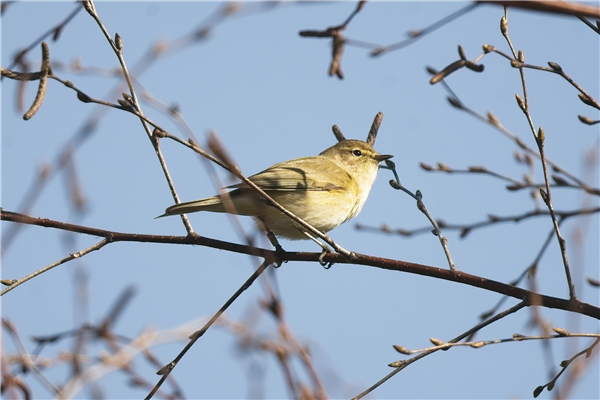 Chiffchaff