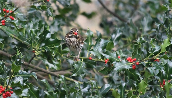Redwing