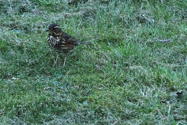 Redwing