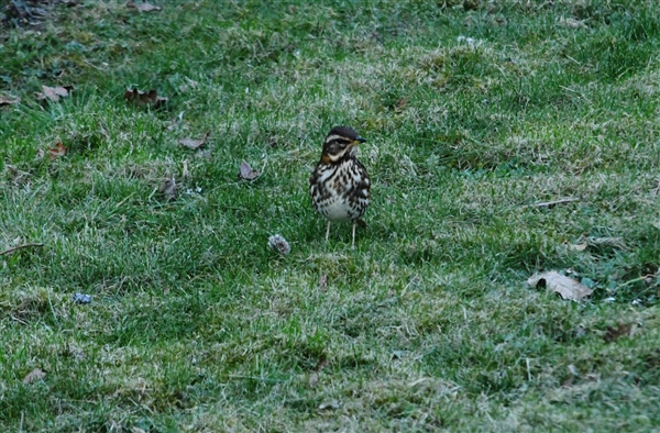 Redwing