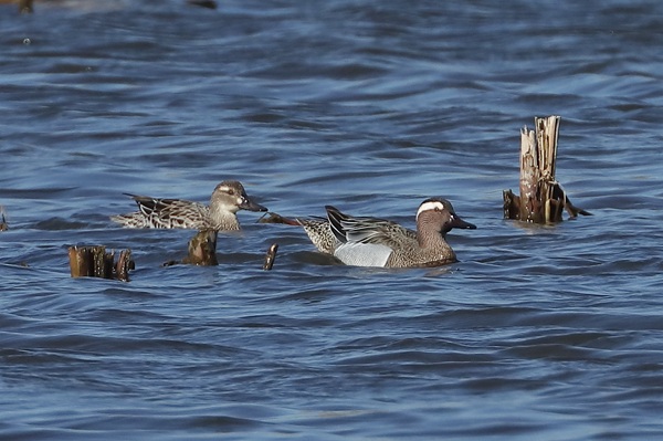 Garganey