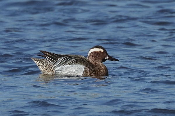 Garganey