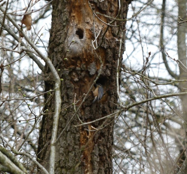 Nuthatch