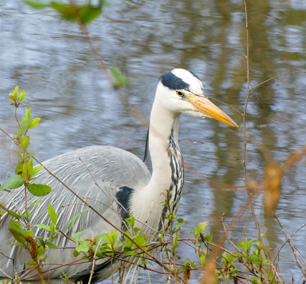 Grey Heron