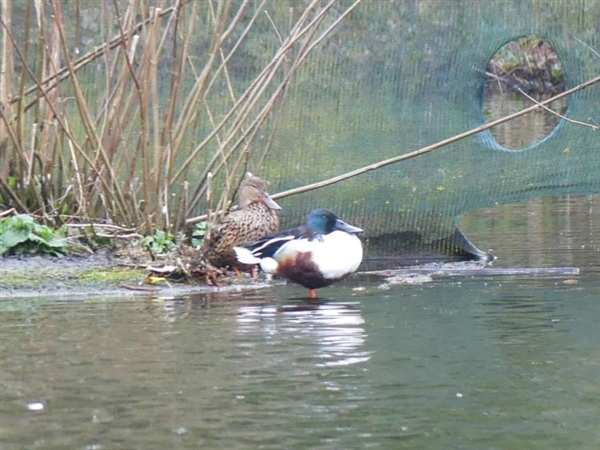 Shoveler