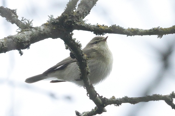 Willow Warbler