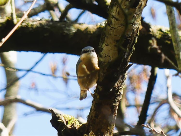 Nuthatch