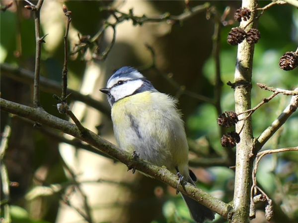 Blue Tit