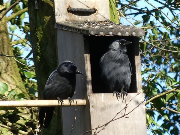 Jackdaw