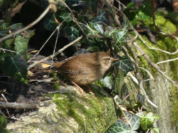 Wren
