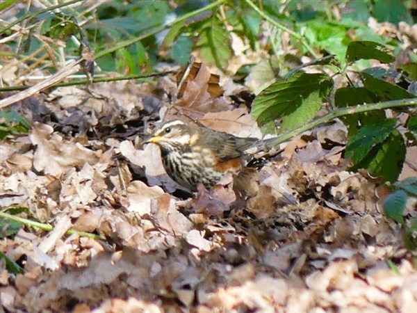 Redwing