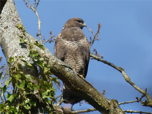 Buzzard