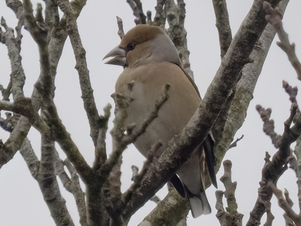 Hawfinch