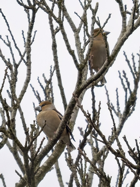 Hawfinch