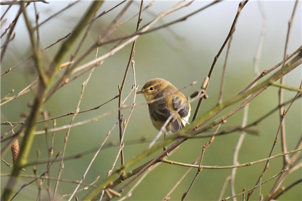 Chiffchaff