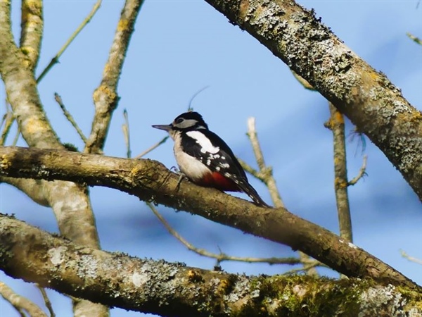Great Spotted Woodpecker