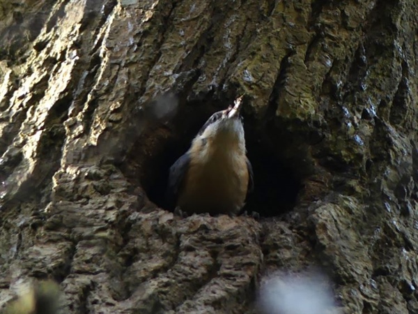 Nuthatch