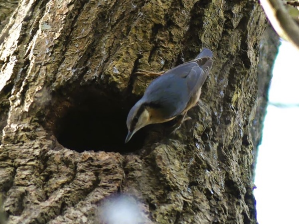 Nuthatch