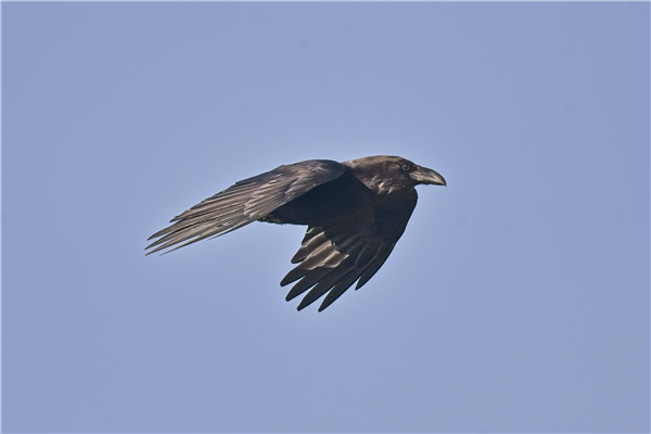 Raven