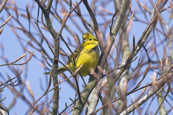 Yellowhammer