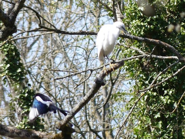 Little Egret
