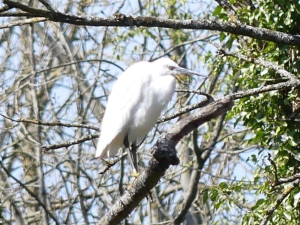 Little Egret