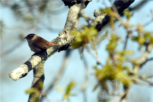 Wren