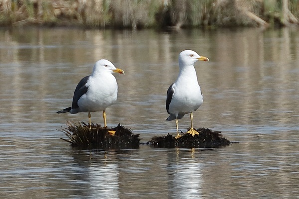 Lesser Black-backed Gull