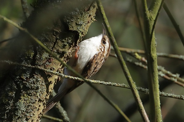 Treecreeper