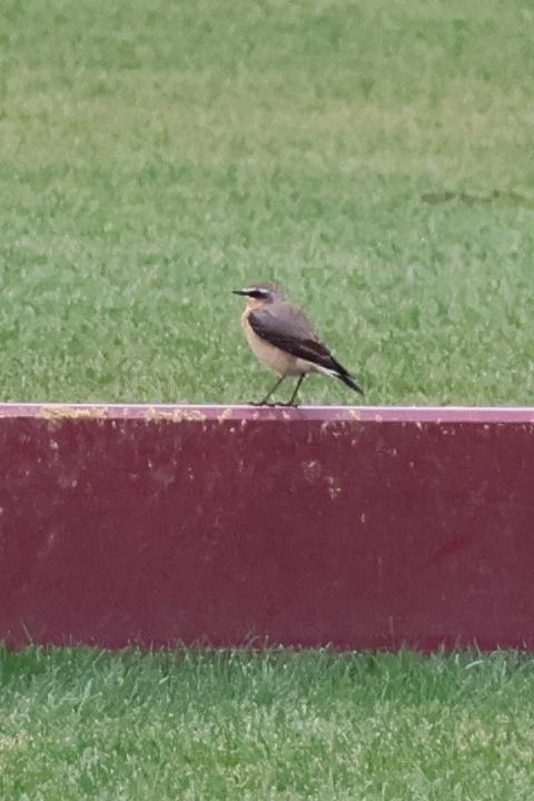 Wheatear