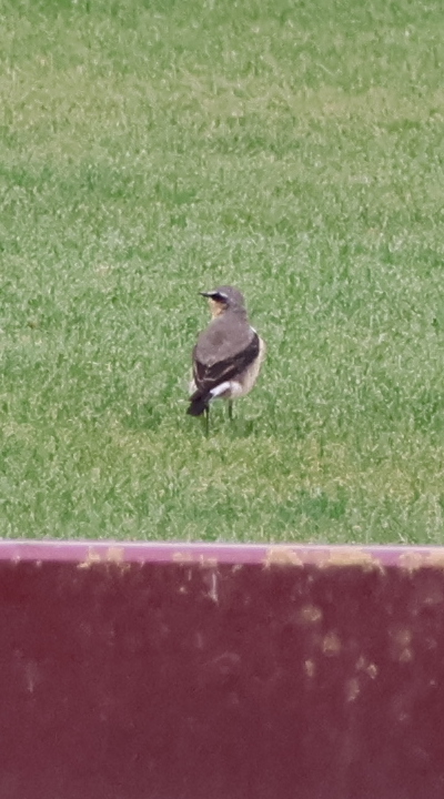 Wheatear